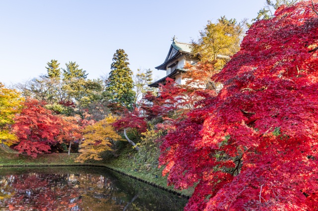 弘前城　菊と紅葉まつり（ひろさきじょう　きく　と　もみじ　まつり）