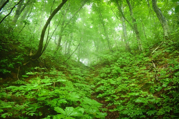 世界遺産白神山地と岩木山でアクティビティを満喫！