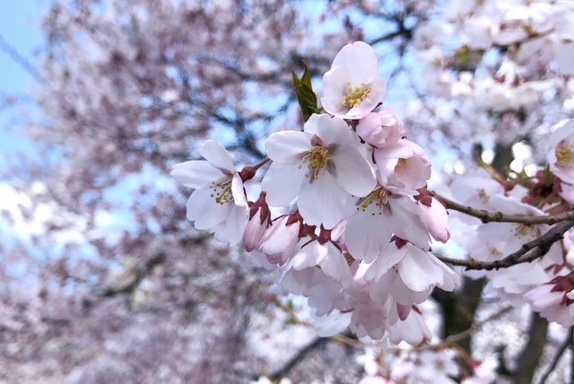 東公園さくら山