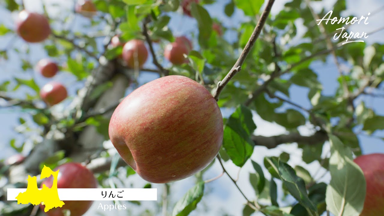 青森 グルメ Aomori Japan（貸出可）